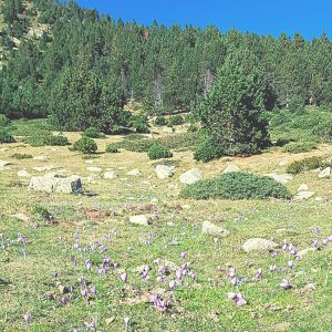 Lee más sobre el artículo Ritmes vitals. Reconectant amb els cicles de la natura